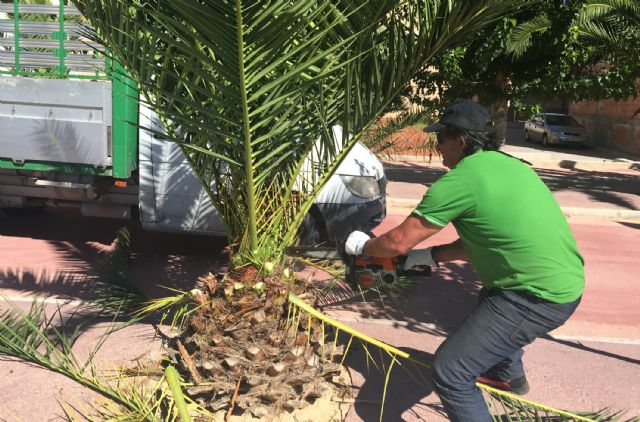 Comienzan en Ceutí las labores de poda de parques y jardines de otoño