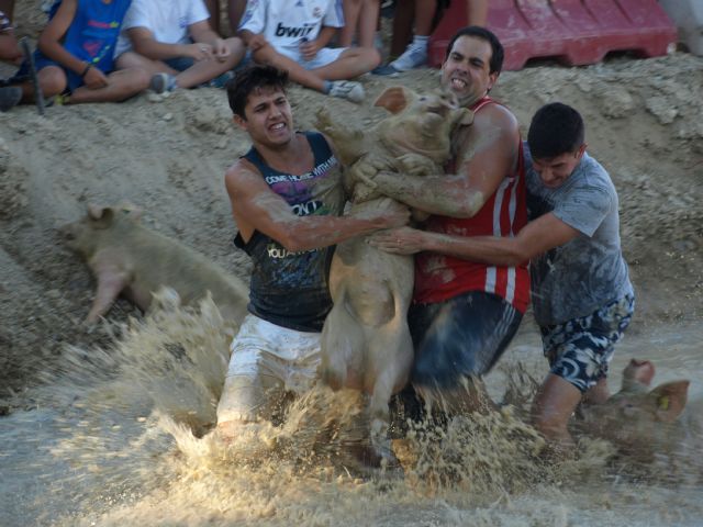 La captura del cerdo en el barro enfila mañana la recta final de las fiestas patronales de Ceutí