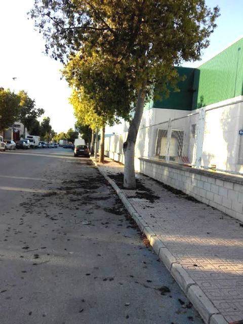 El Ayuntamiento de Ceutí desmiente que el SEPRONA considerara ilegal la poda de arbolado del Polígono Industrial