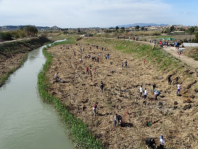 Más de 100 personas participan en la recuperación del río Segura en Ceutí, estableciendo un bosque de ribera'.