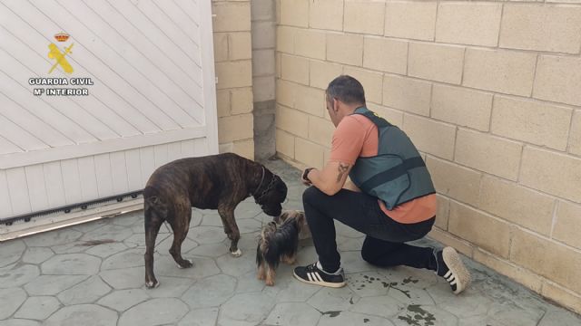 Detenido en CeutÃ­ por estafar a propietarios de perros robados haciÃ©ndoles creer que conocÃ­a su paradero
